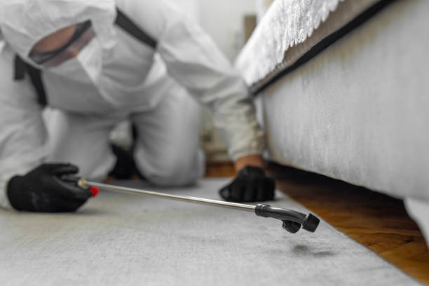 Professional Bed Bug Control technician working in Boulder City, NV