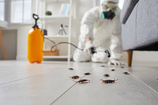 Trusted Emergency Pest Control service in Boulder City, NV - Nex Pest Control